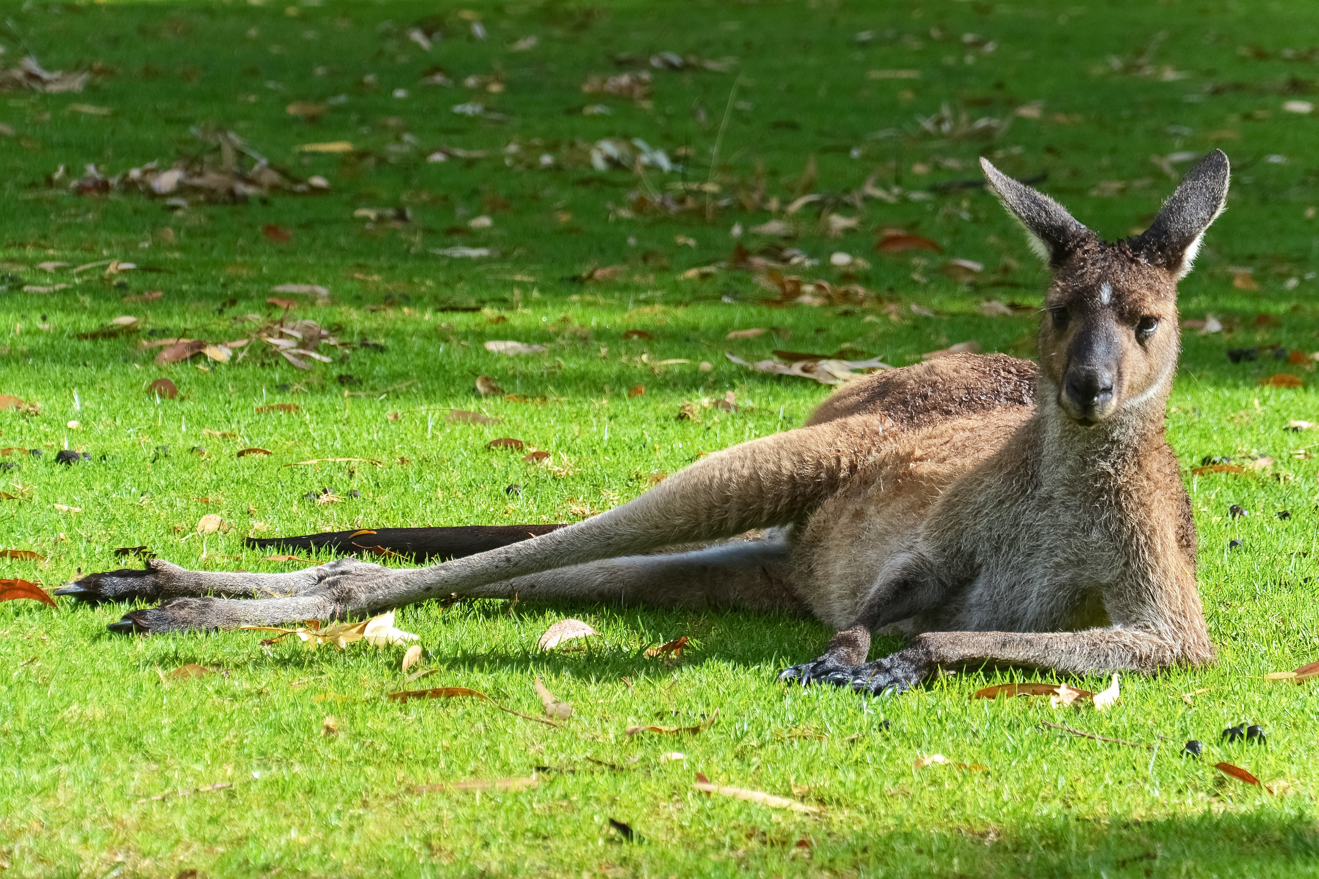 kangaroo laying in grass